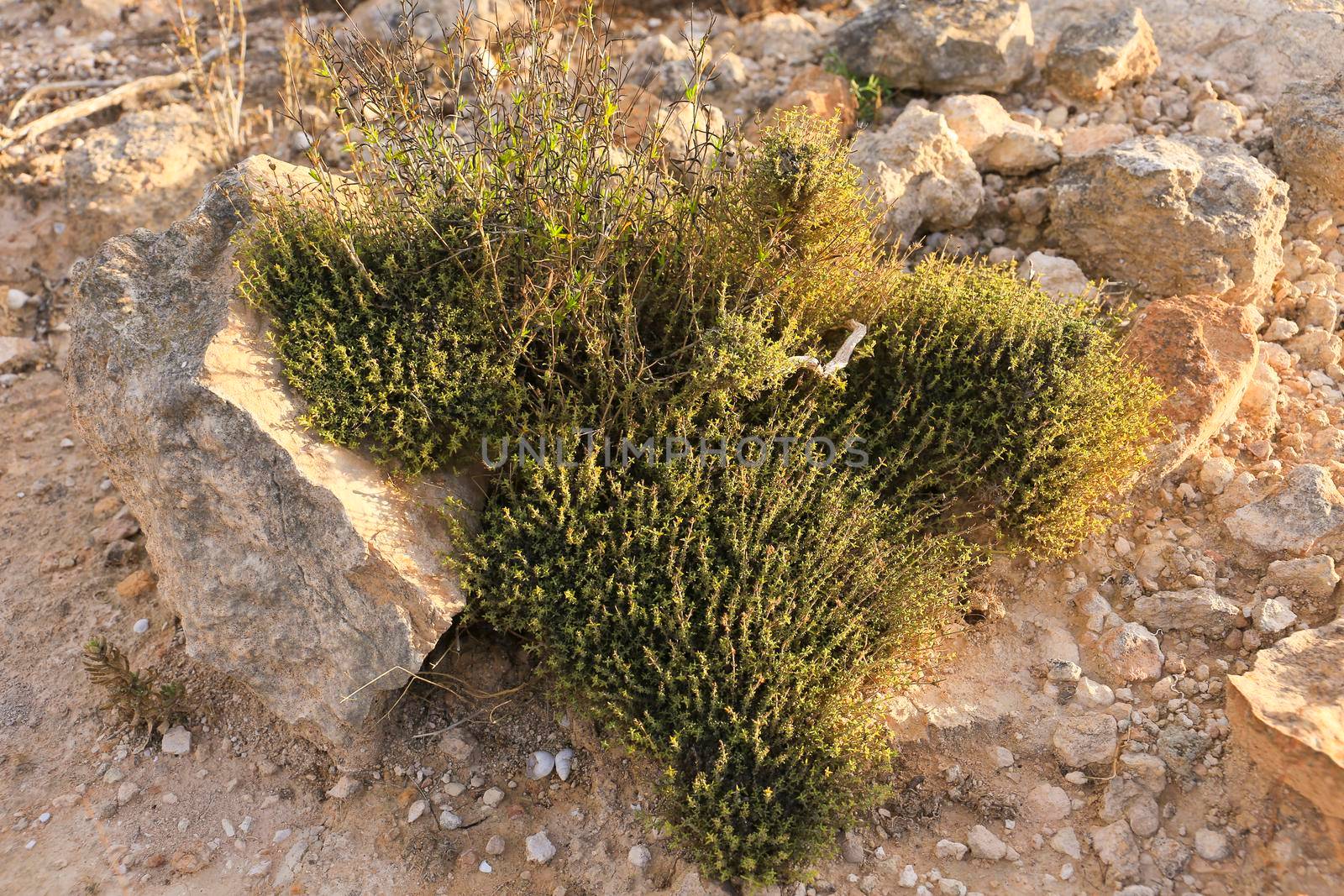 Wild mountain Thyme plant in the countryside in Spain