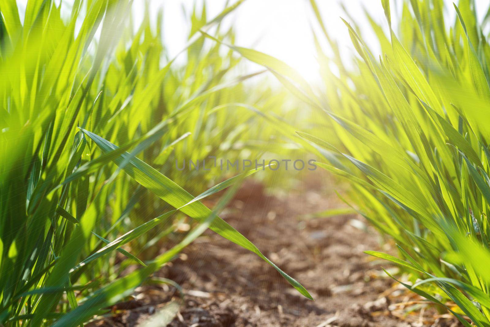 young green wheat under spring sunlight, close-up.