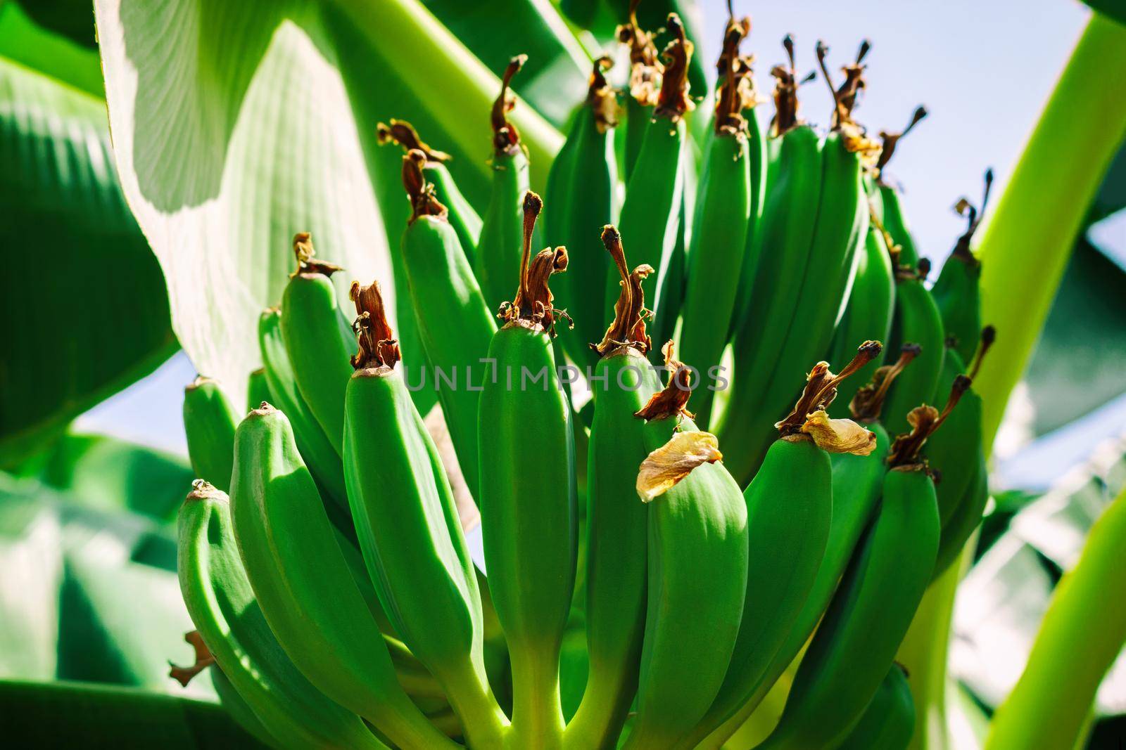 Unripe bananas in the garden close up.