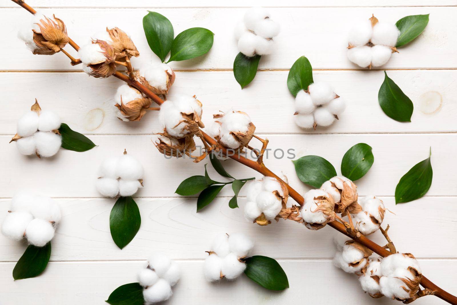 Autumn Floral Flat lay background composition. Dried white fluffy cotton flower branch top view on colored table with copy space by Snegok1967