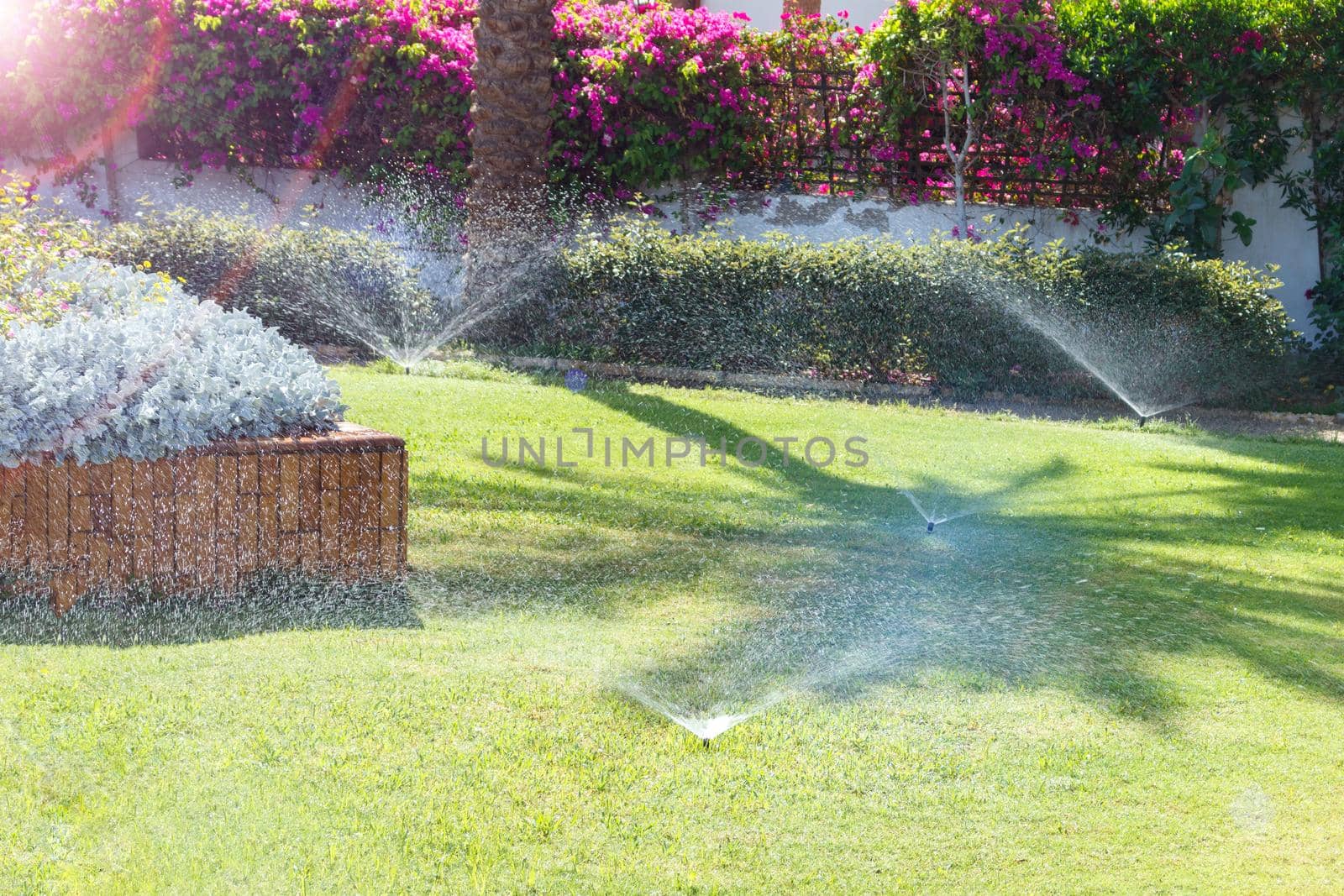 Sprinkler in garden watering the lawn. Automatic watering lawns.