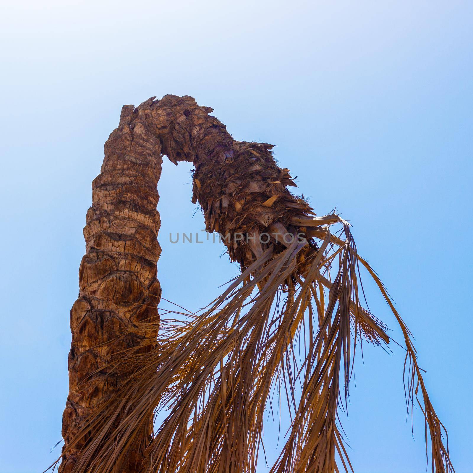 bent palm tree. Dead palm, dry dead palm leaves with blue vibrant sky.