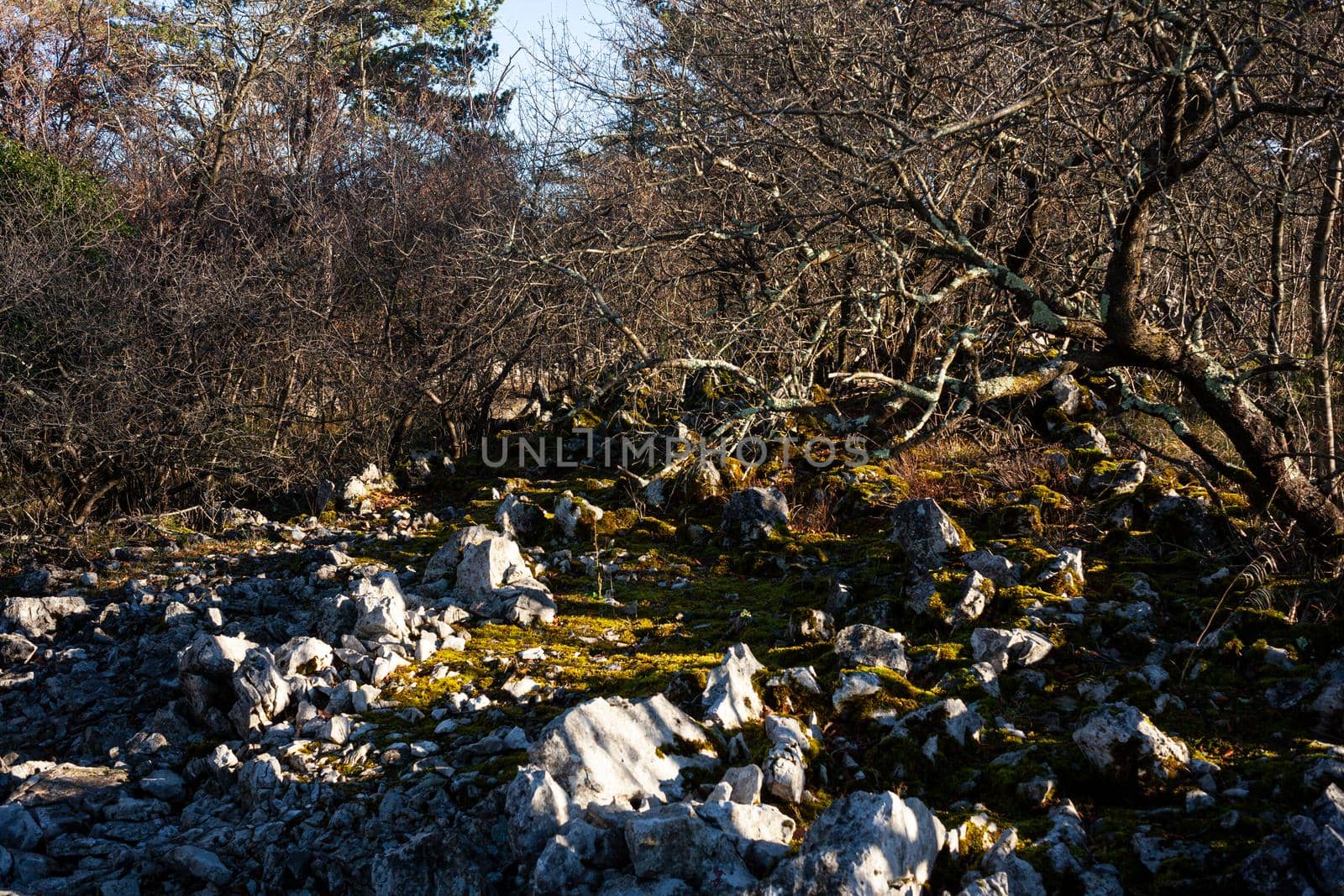 Rock and Trees in the Typical Karst Landscape by bepsimage