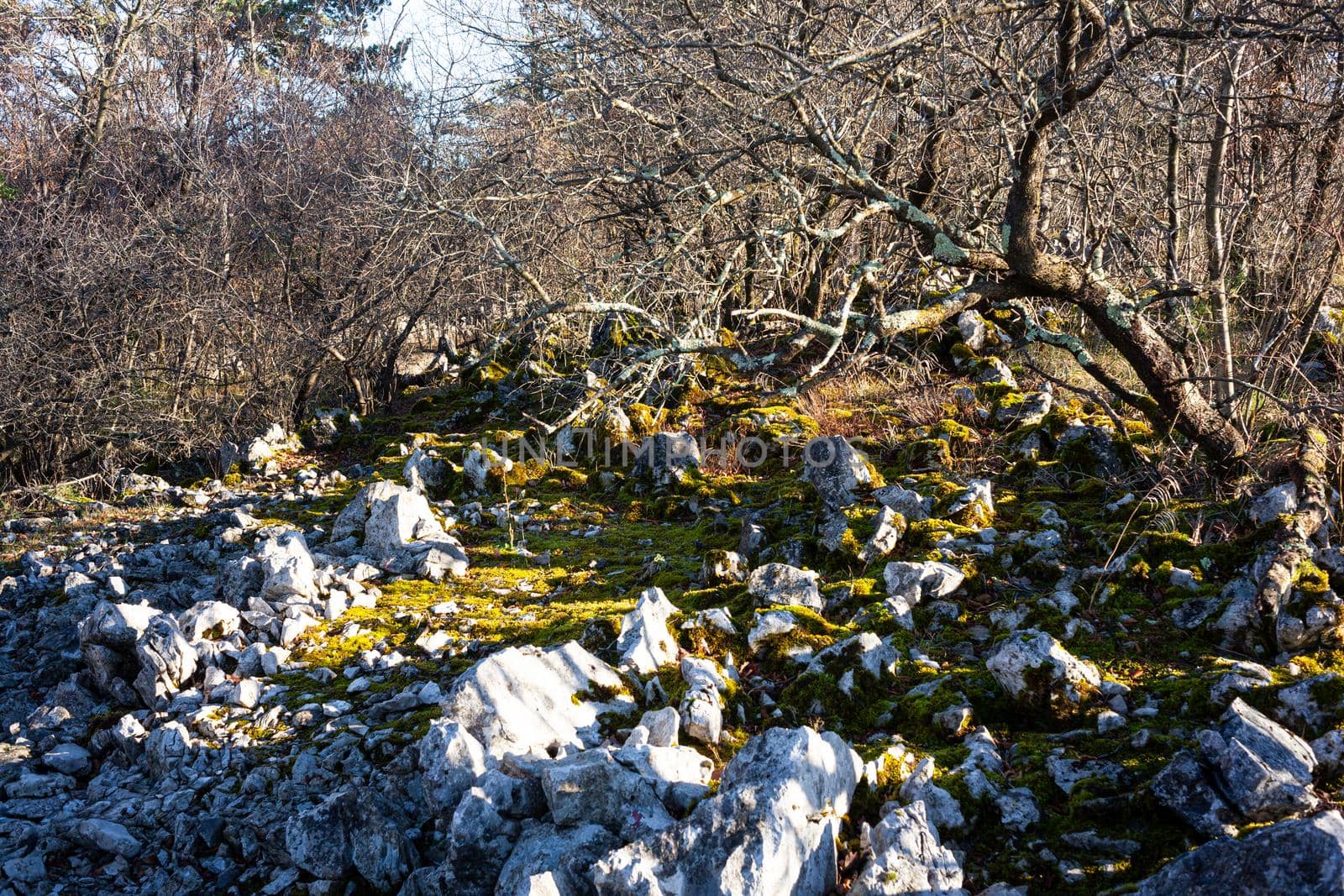 Rock and Trees in the Typical Karst Landscape, Trieste. Italy