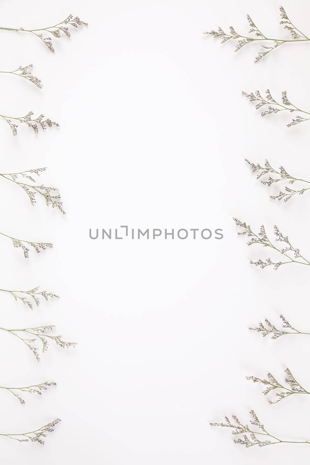 Caspia flower little purple flower plant isolated in white background in top view