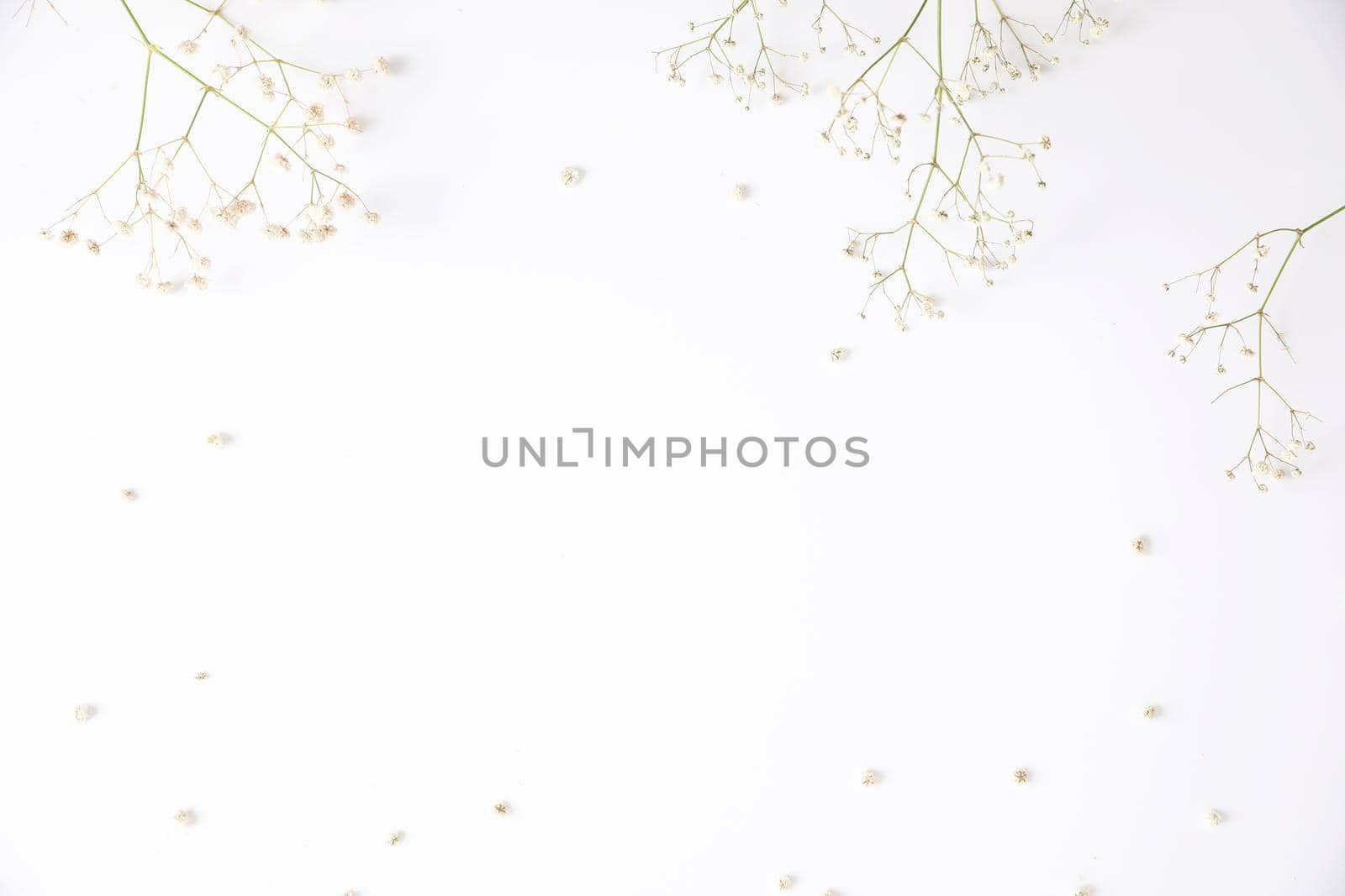 gypsophila little white flower plant isolated in white background in top view