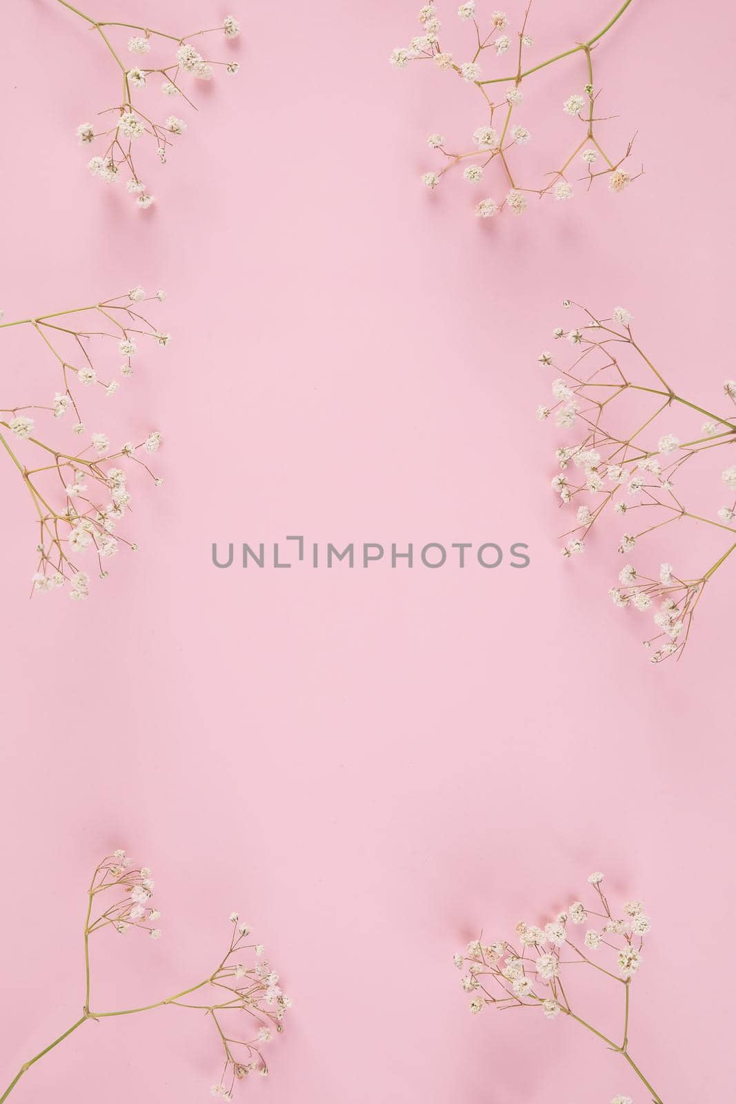gypsophila little white flower plant isolated in pink background in top view by piyato