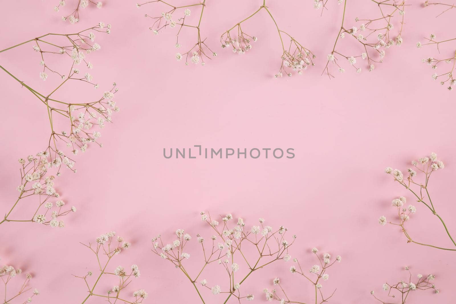 gypsophila little white flower plant isolated in pink background in top view