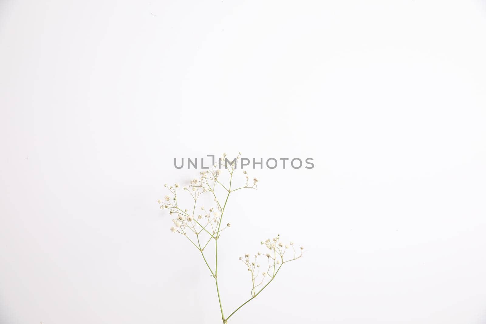 gypsophila little white flower plant isolated in white background in top view