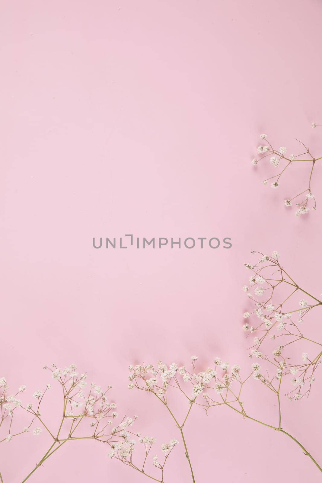 gypsophila little white flower plant isolated in pink background in top view