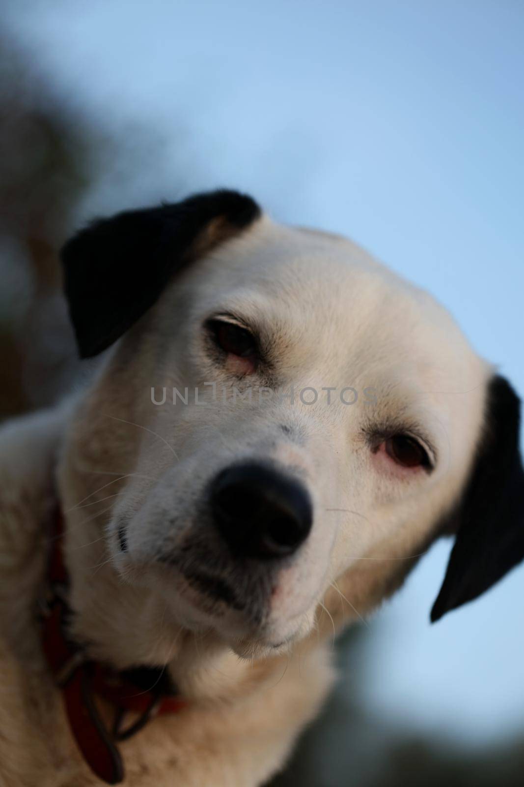 Cute white and black dog profile close up animal background high quality big size instant print by BakalaeroZz