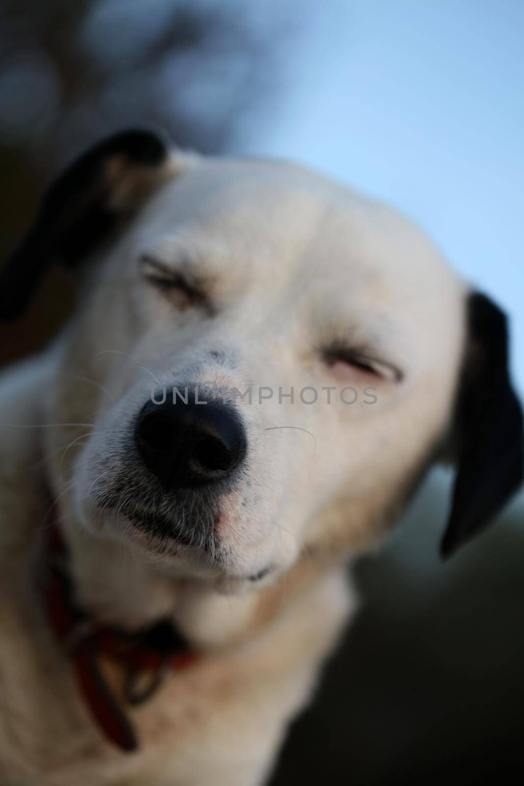 Cute white and black dog profile close up animal background high quality big size instant prints