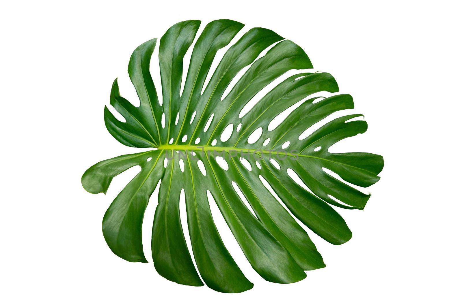 Monstera leaves leaves with Isolate on white background Leaves on white by sarayut_thaneerat