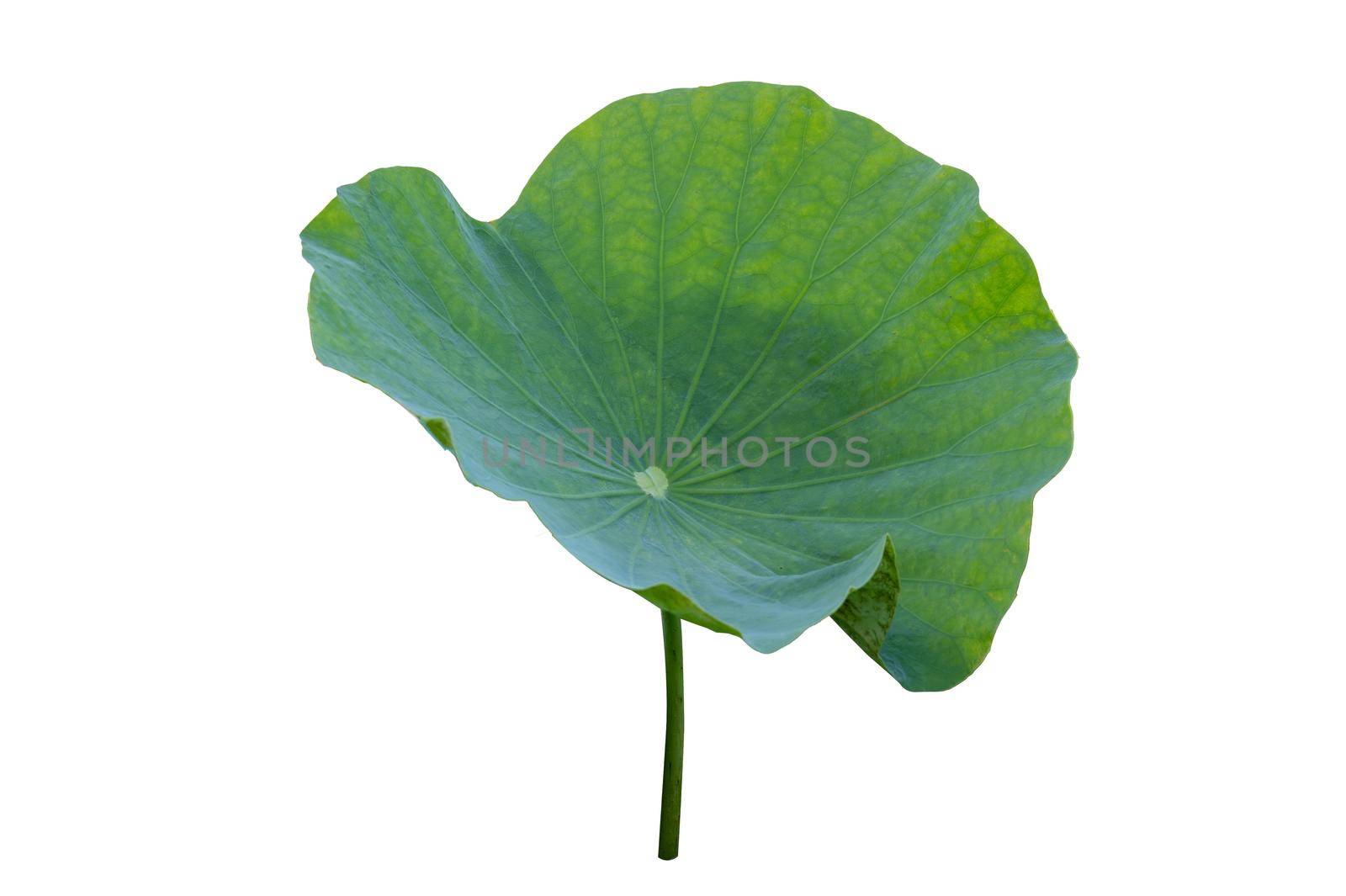 Lotus leaf Isolate collection of white background