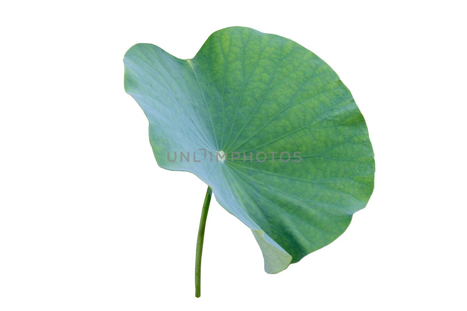Lotus leaf Isolate collection of white background by sarayut_thaneerat