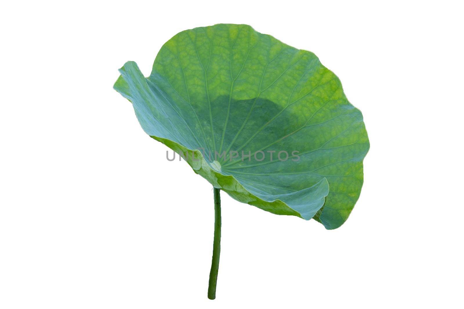 Lotus leaf Isolate collection of white background by sarayut_thaneerat