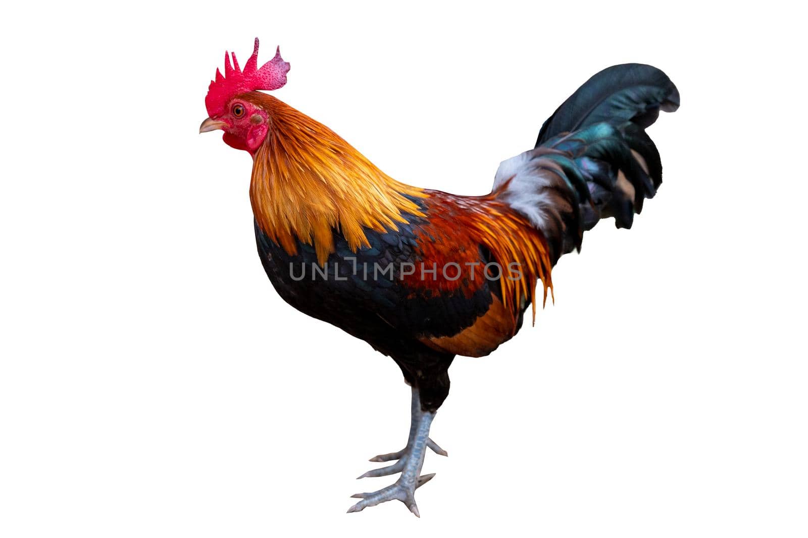 Male bantam on white background, isolate