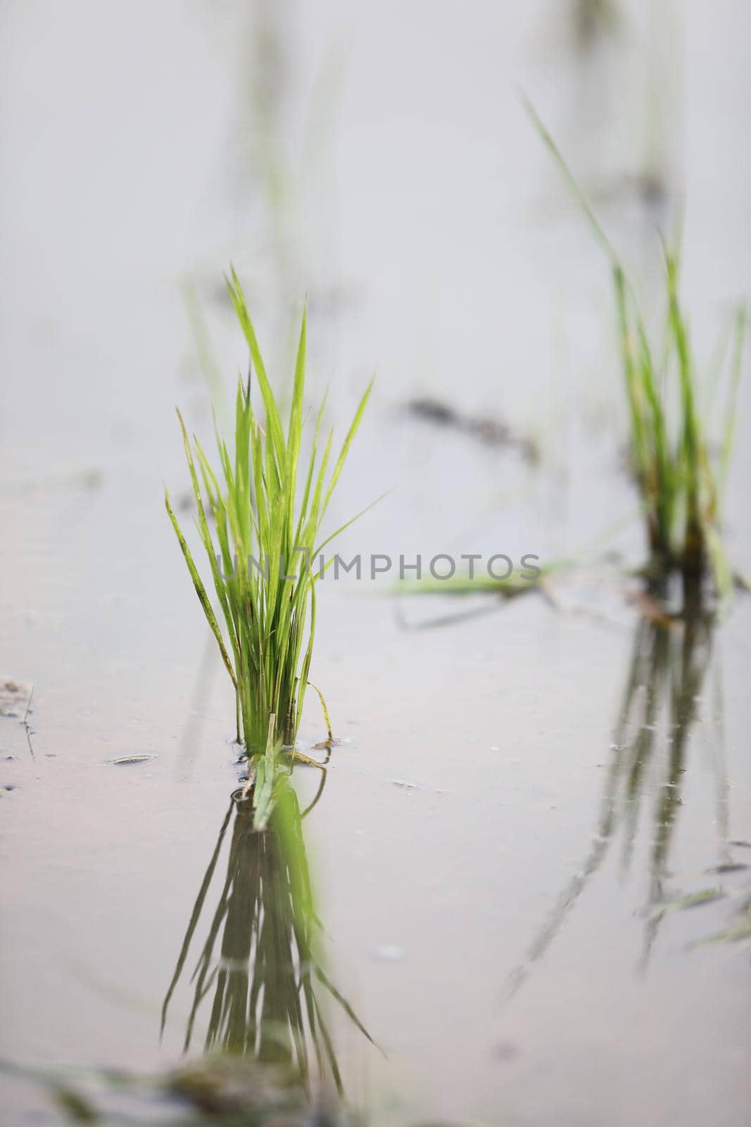 Green Head rice plant wheat on water