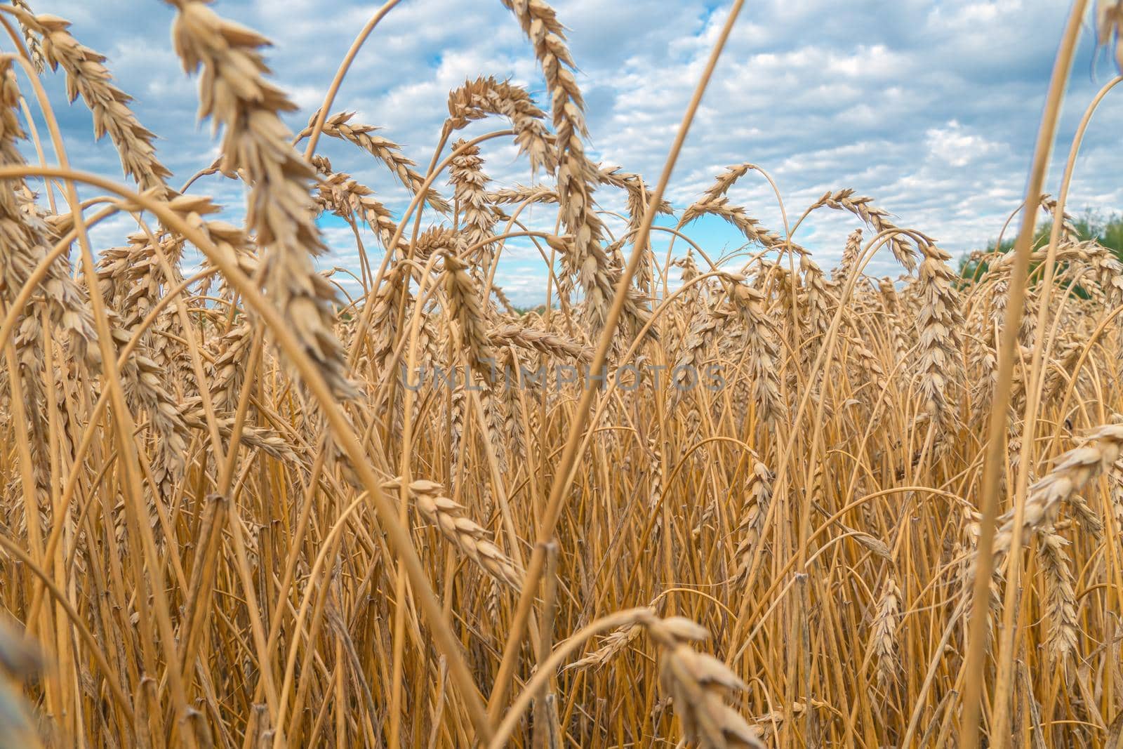 Golden Cereal field with ears of wheat,Agriculture farm and farming concept.Harvest.Wheat field.Rural Scenery.Ripening ears.Rancho harvest Concept.Ripe ears of wheat.Cereal crop.Bread, rye and grain