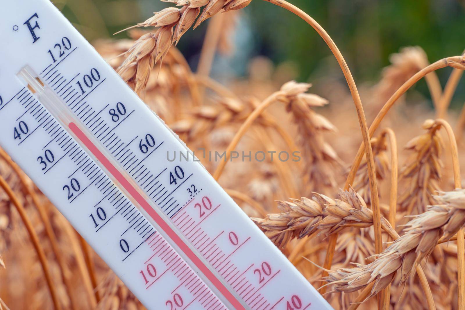 The thermometer is located in a wheat field.Summer,drought.High air temperature.Heat.Meteorology, agro-industrial complex.Global warming and climate change.Ears of wheat and grain with a thermometer