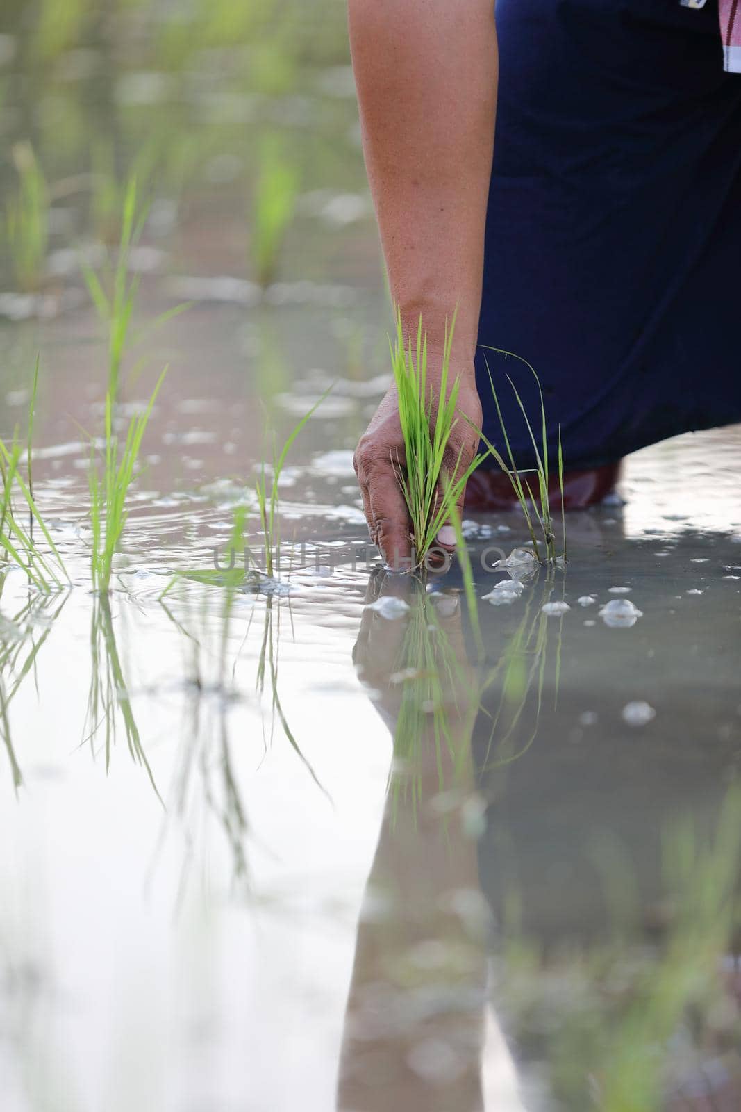 Farmer rice planting on water by piyato