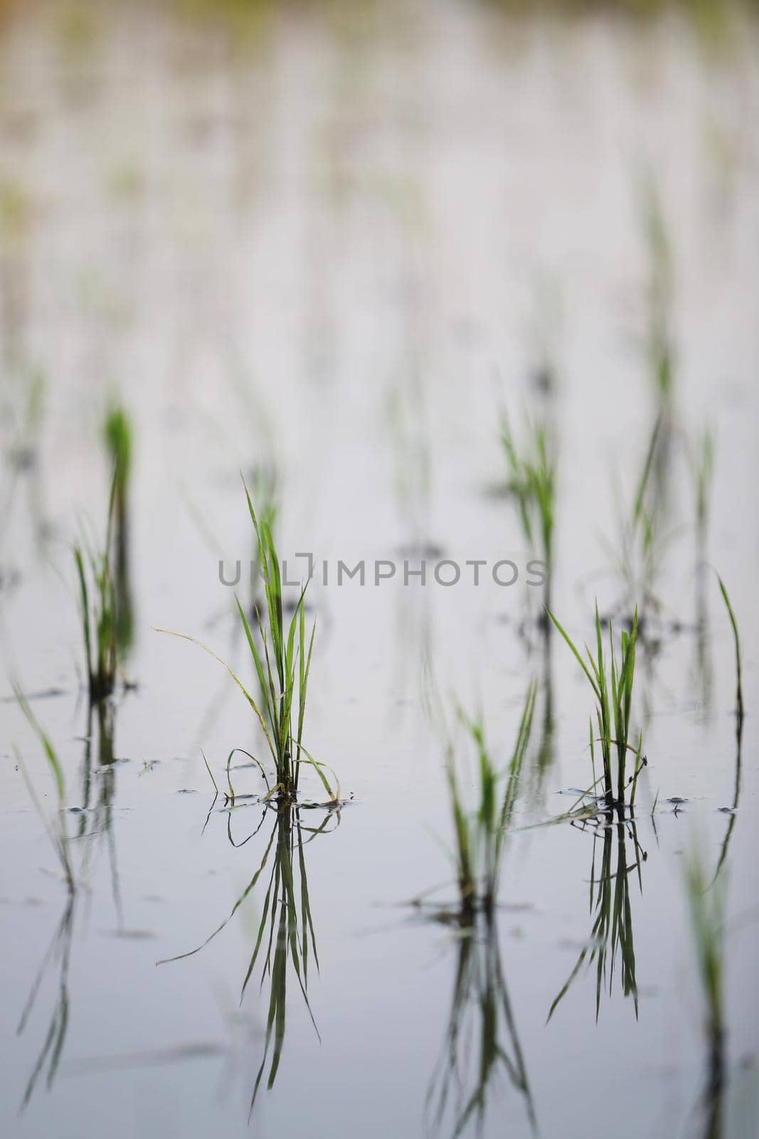 Green Head rice plant wheat on water by piyato