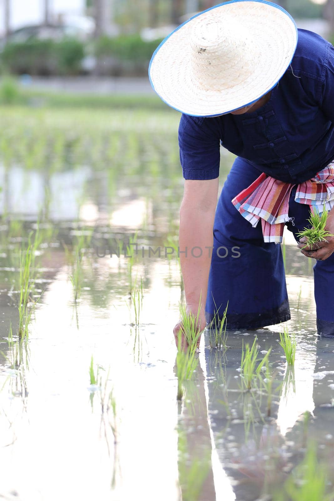 Farmer rice planting on water by piyato