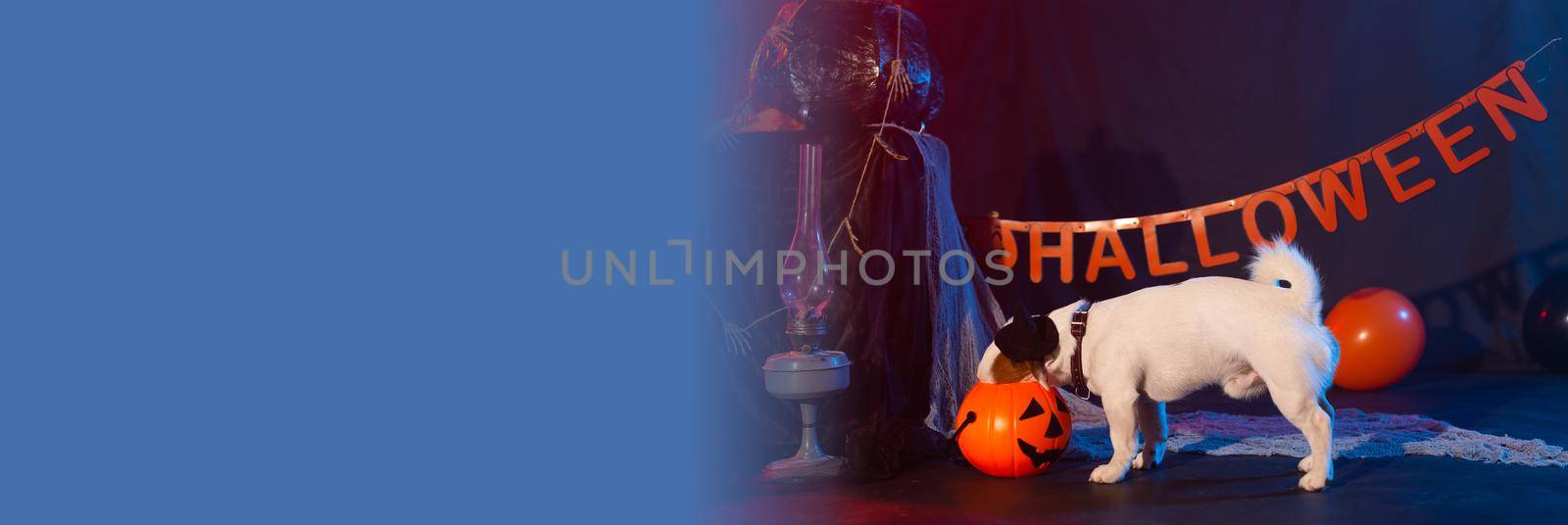 Banner halloween celebration concept. Funny dog eating from halloween pumpkin copy space by Satura86