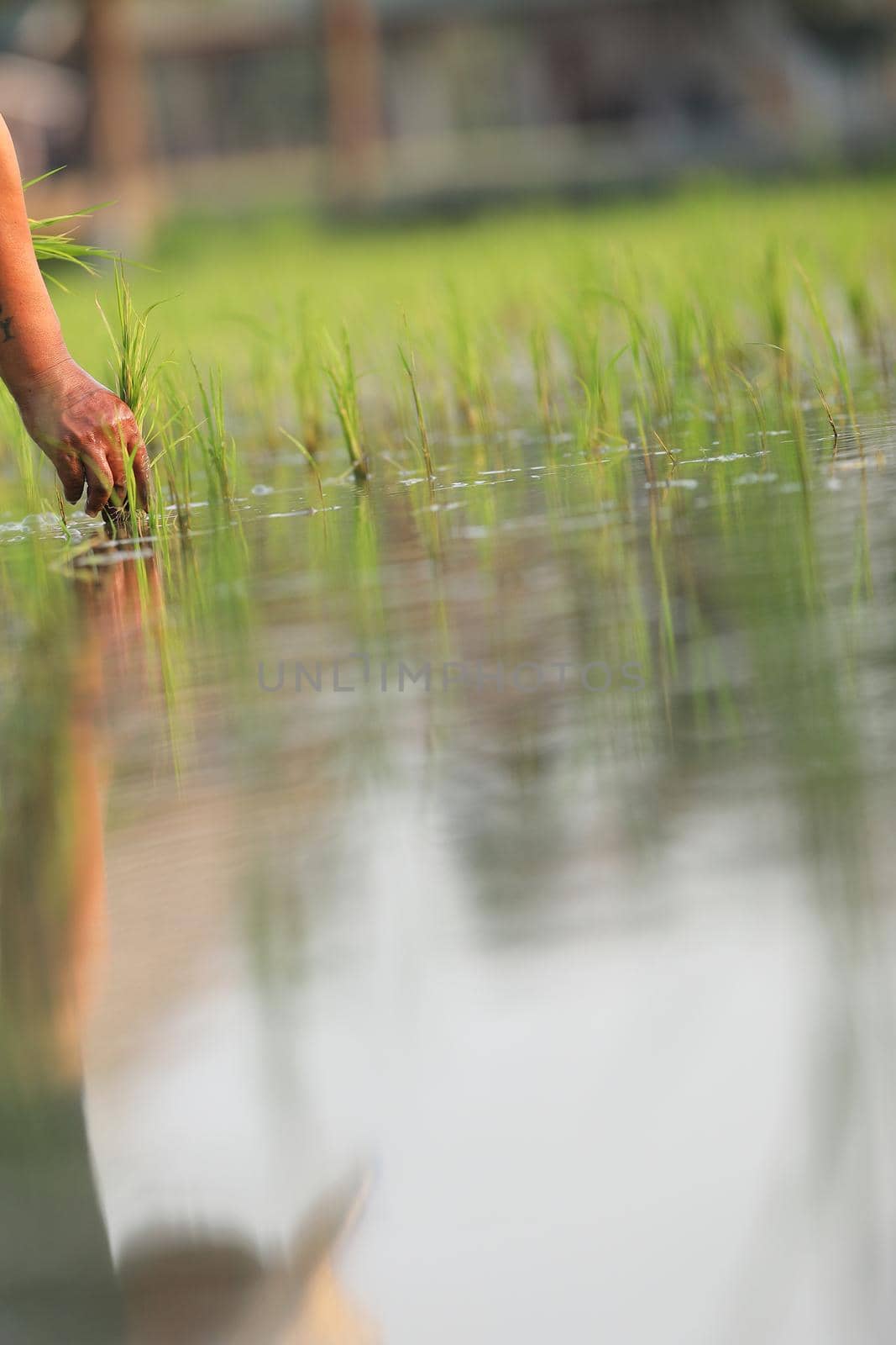 Farmer rice planting on water by piyato
