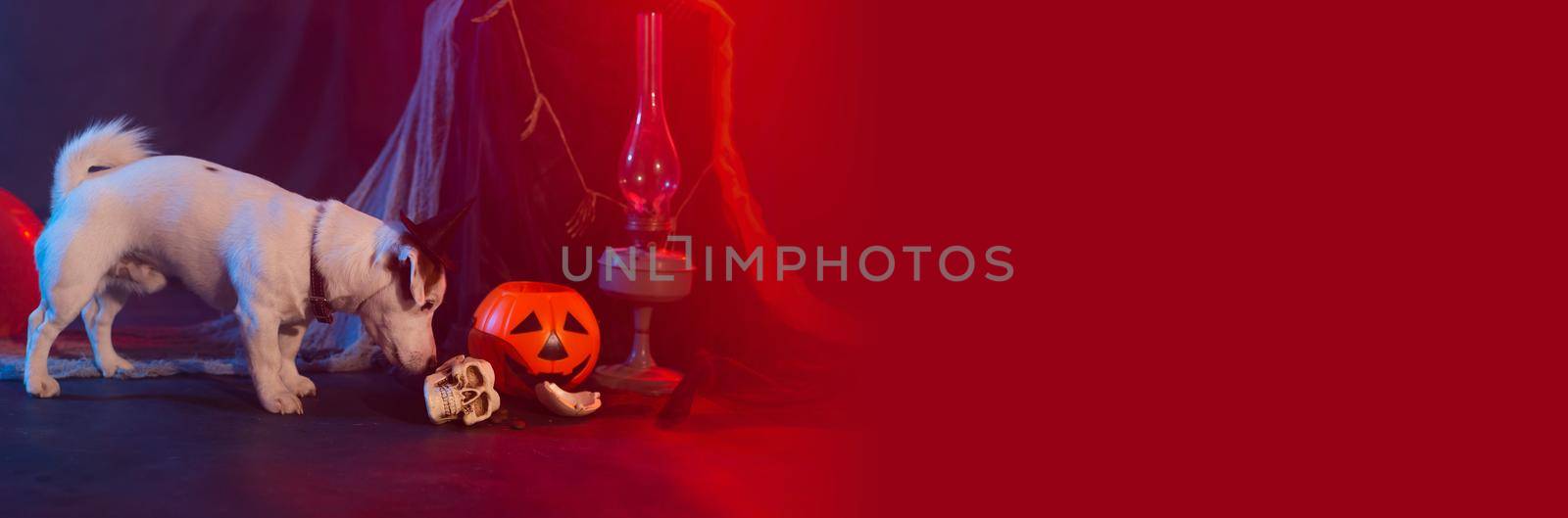 Halloween celebration concept. Funny dog eating from halloween pumpkin.