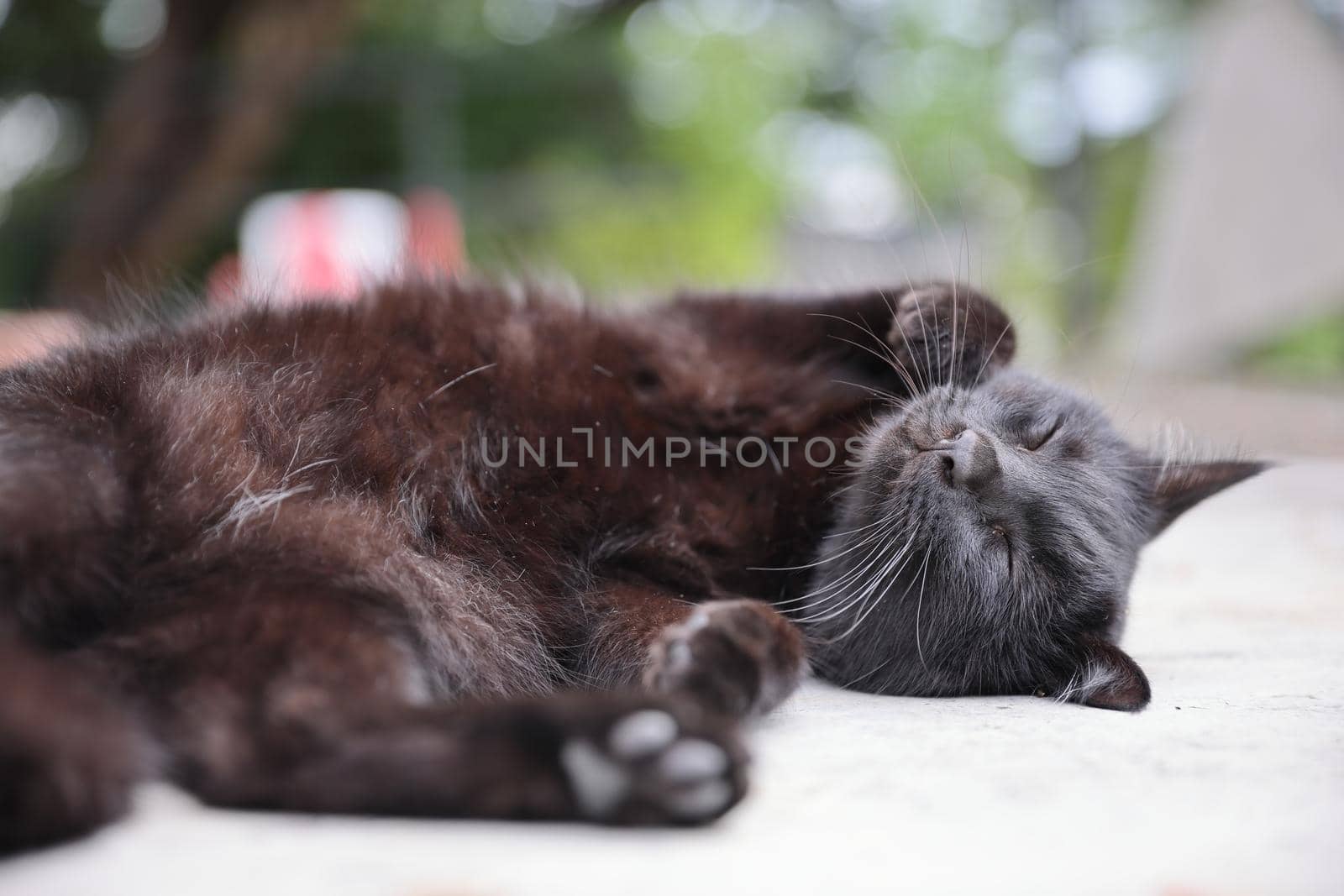 Black cat sleep at outdoor background