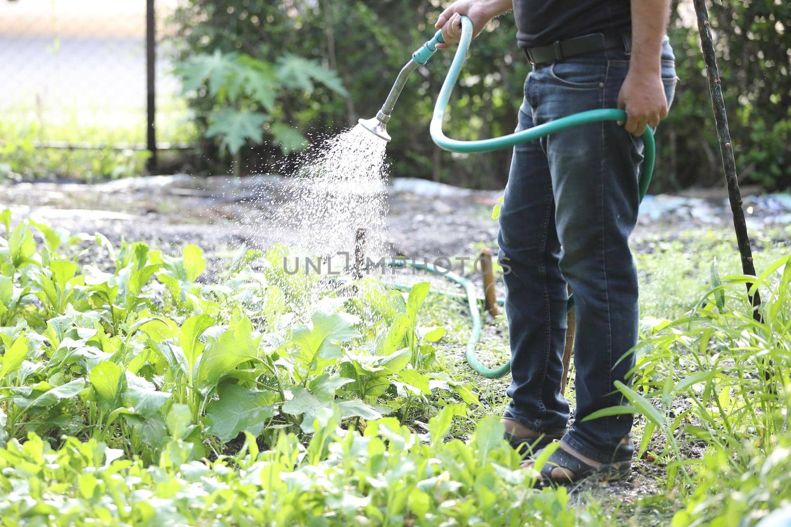 Male legs with watering plants in home garden