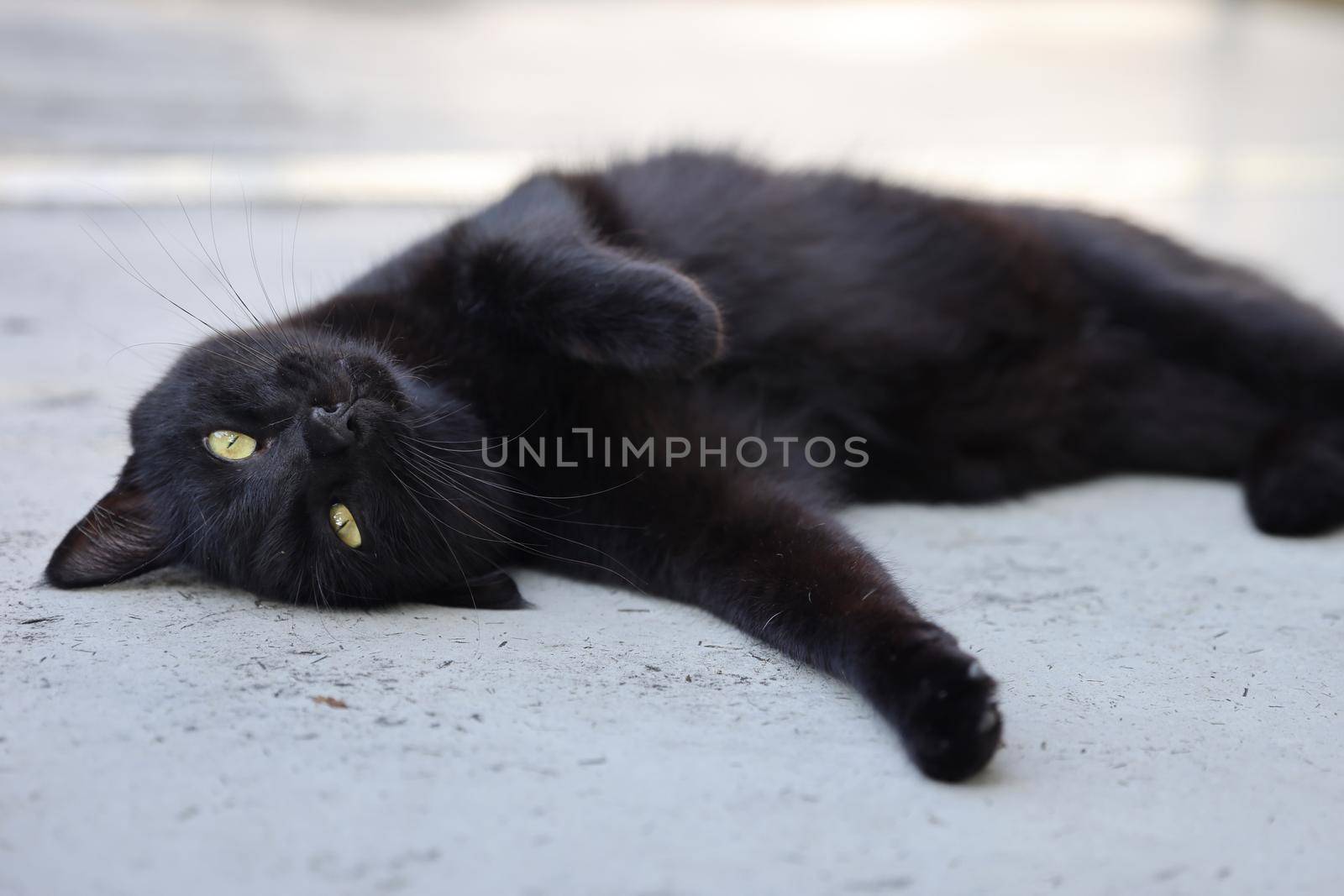 Close up of a black cat by piyato