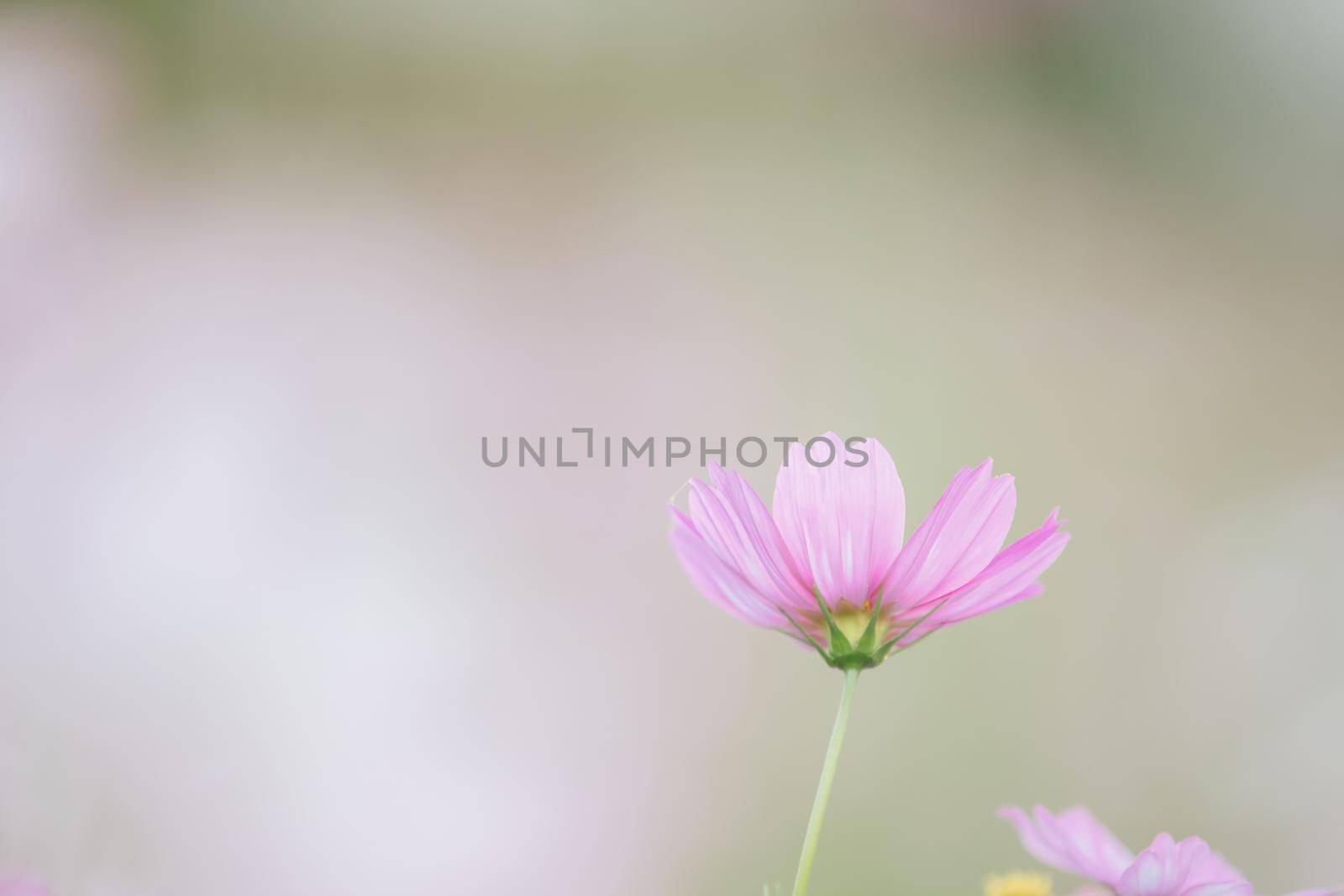 beautiful pink cosmos flowers in close up