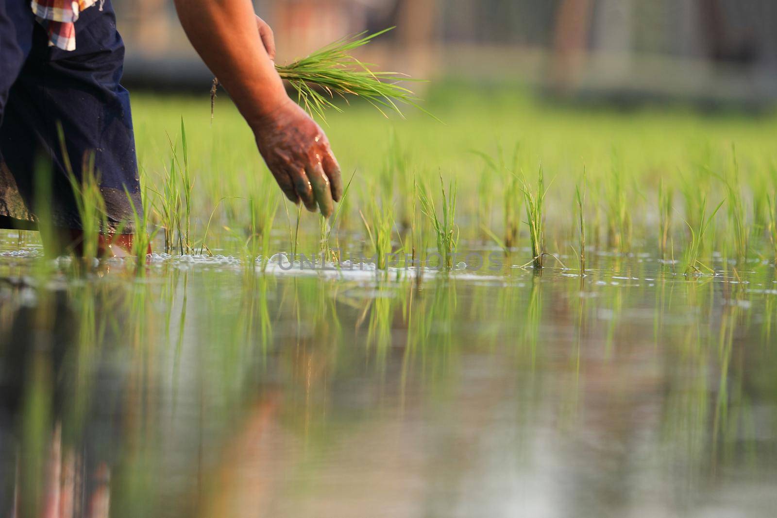 Farmer rice planting on water