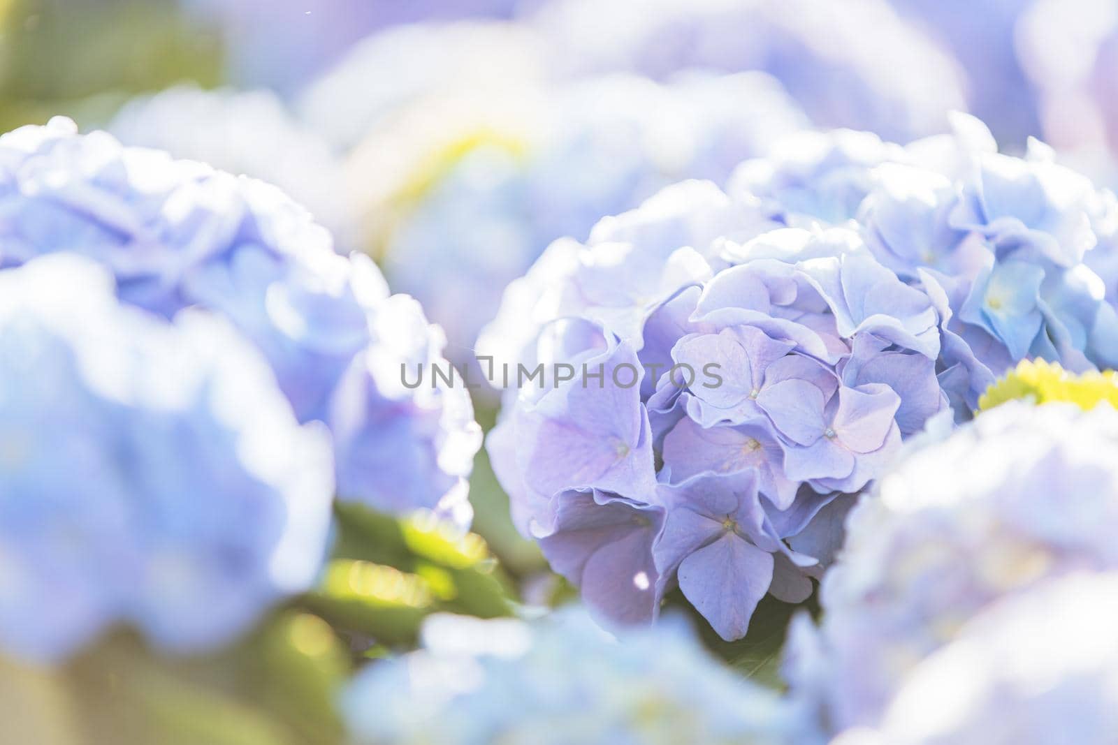 Hydrangea flower in close up with sunlight