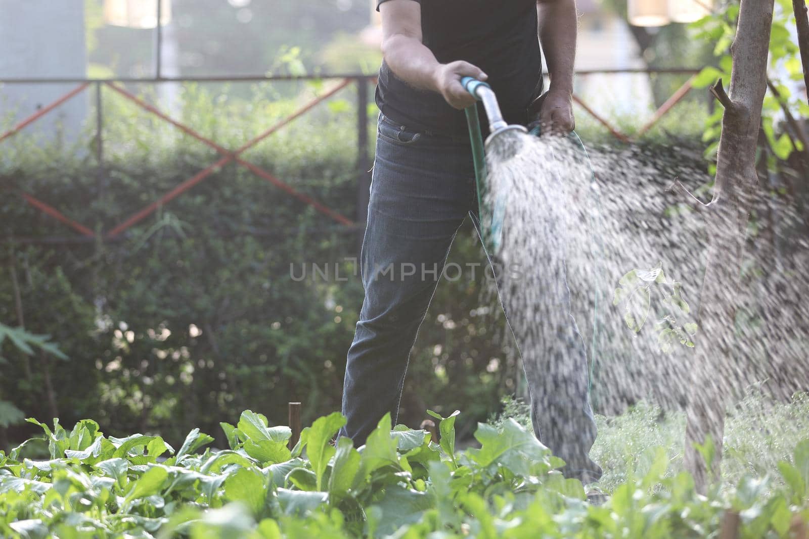 Male legs with watering plants in home garden