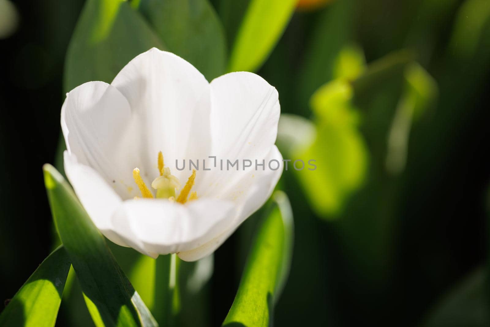 White Tulip flower in close up by piyato