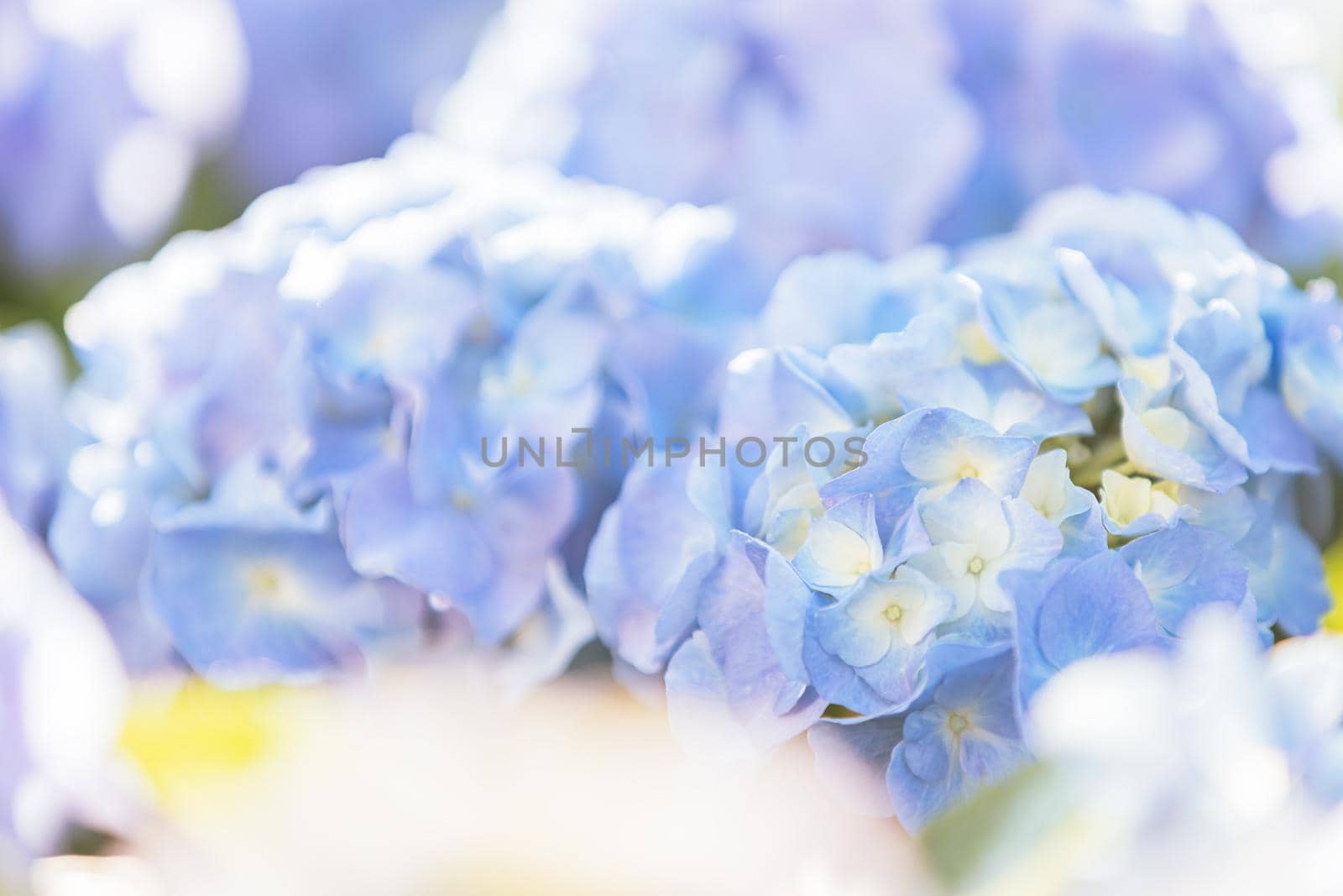 Hydrangea flower in close up with sunlight