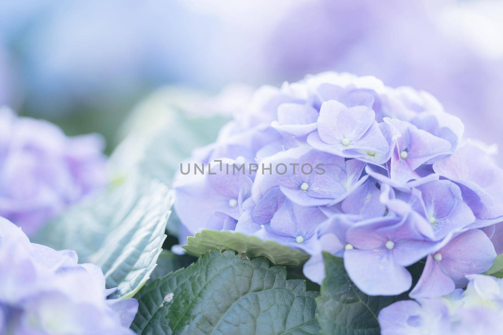 Hydrangea flower in close up with sunlight