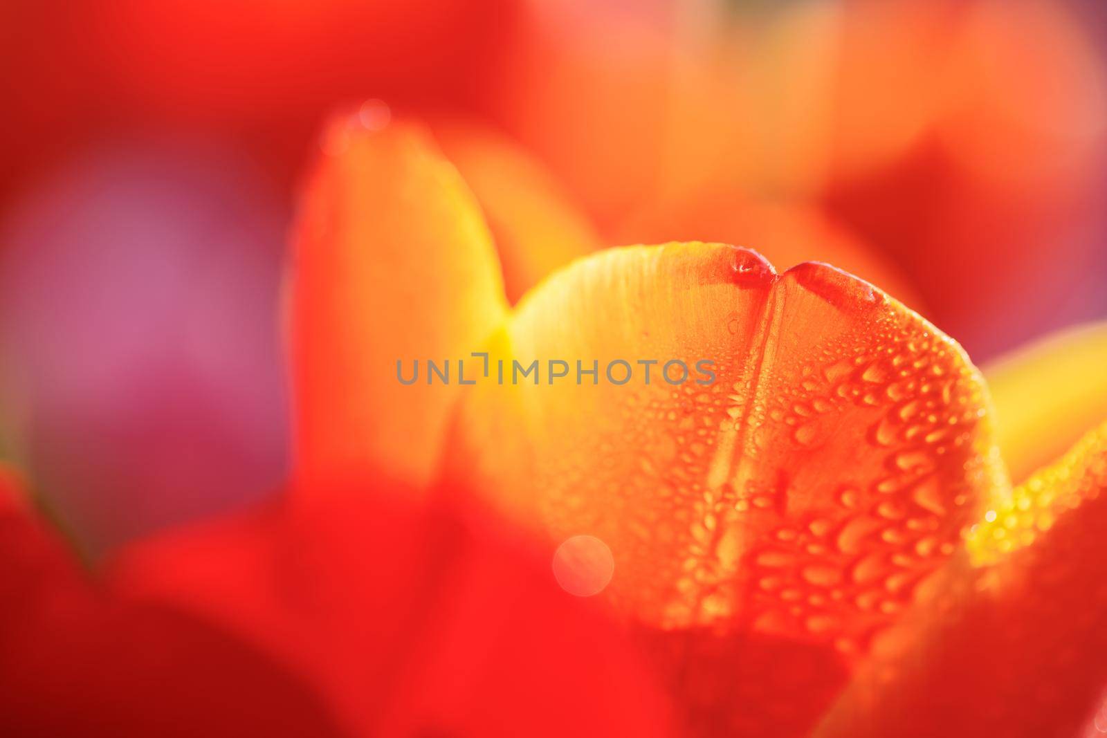 Orange Tulip flower in close up with raindrop