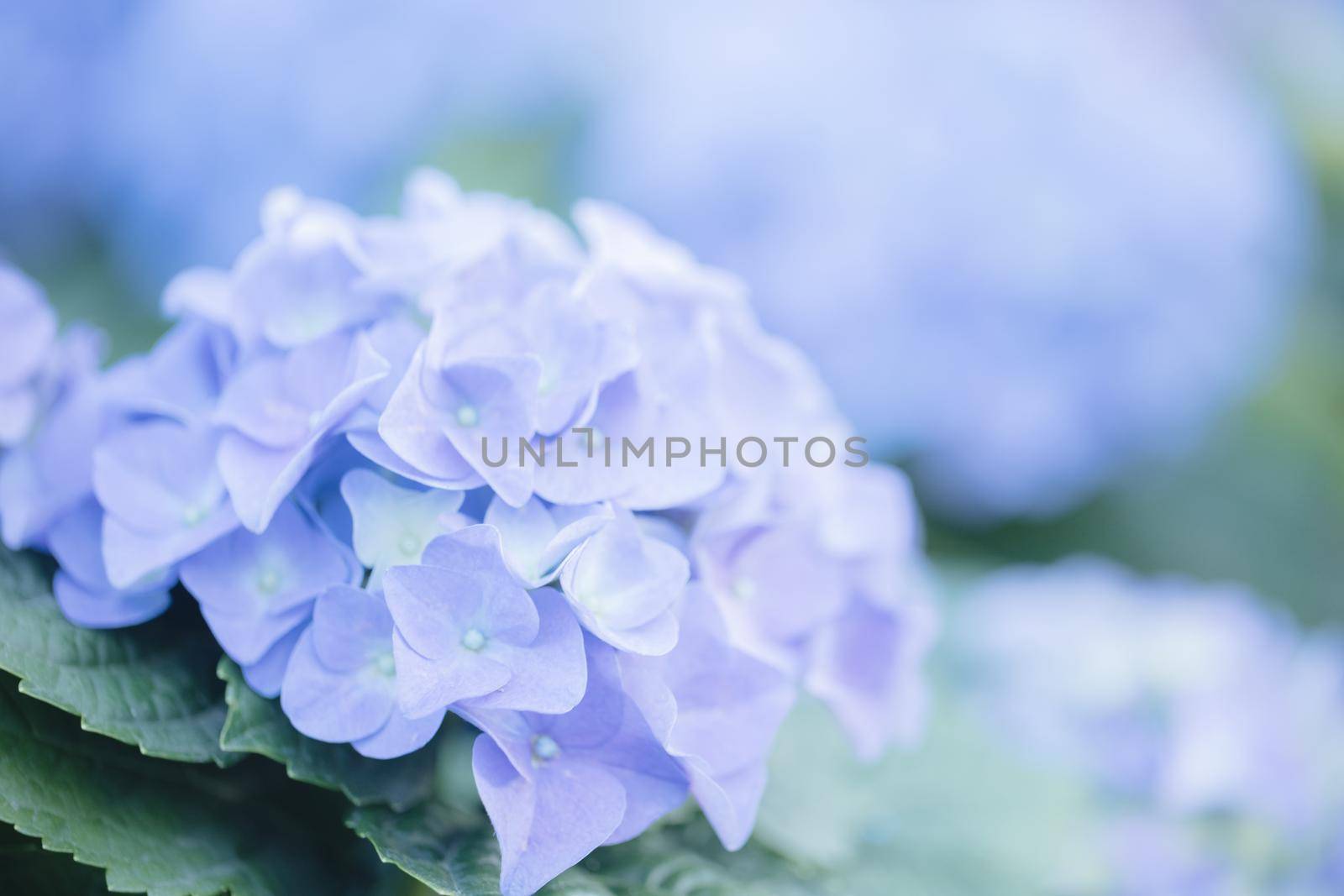 hydrangea flower in close up with pastel blue colors by piyato