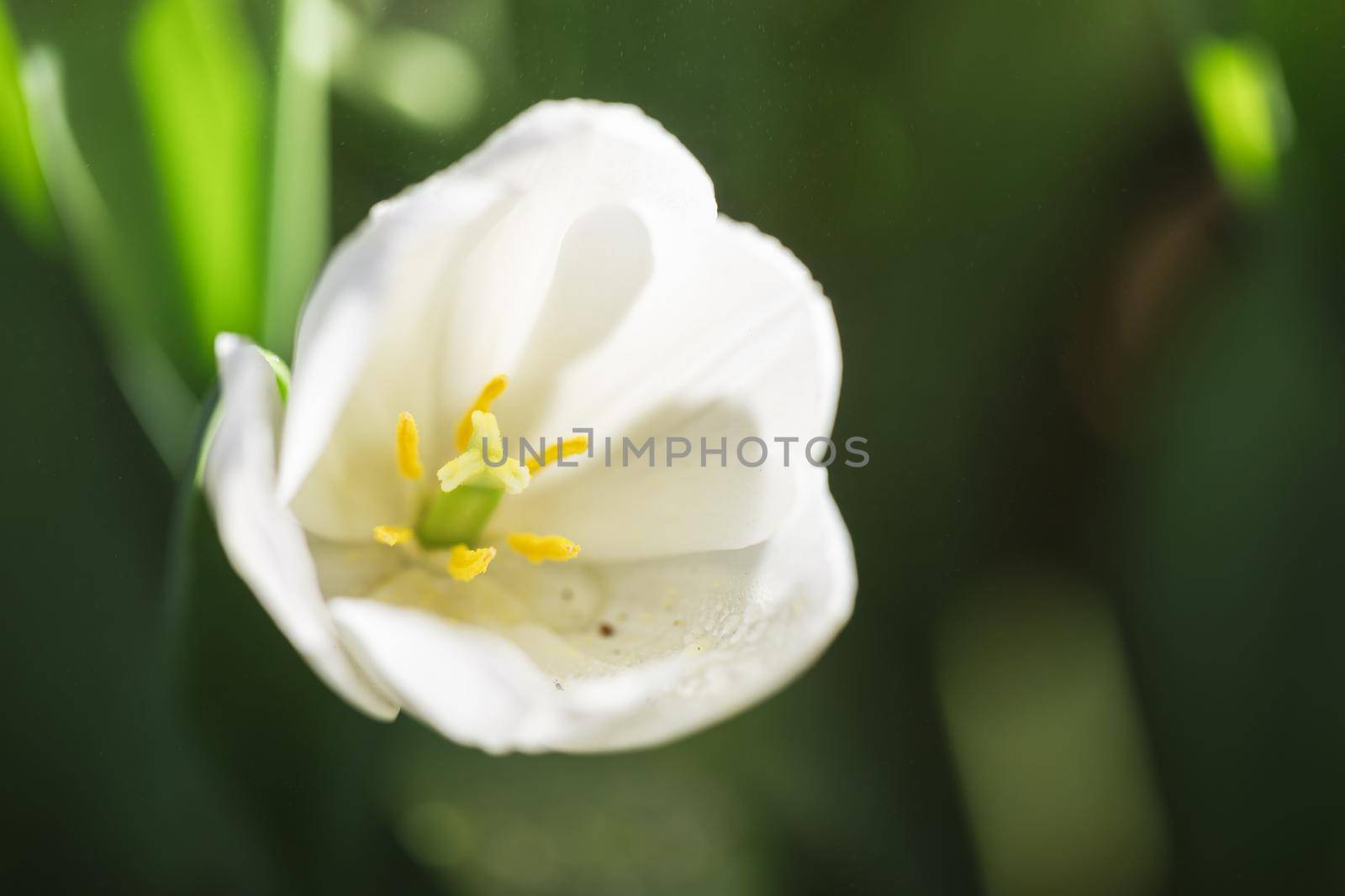 White Tulip flower in close up by piyato