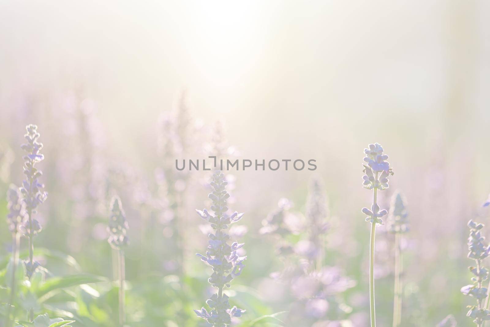 close up of lavender flowers in pastel blue color by piyato