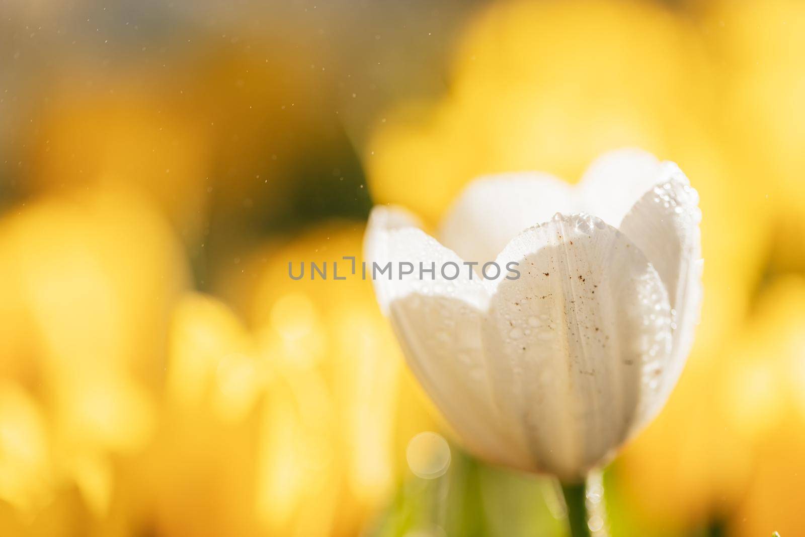 White Tulip flower in close up