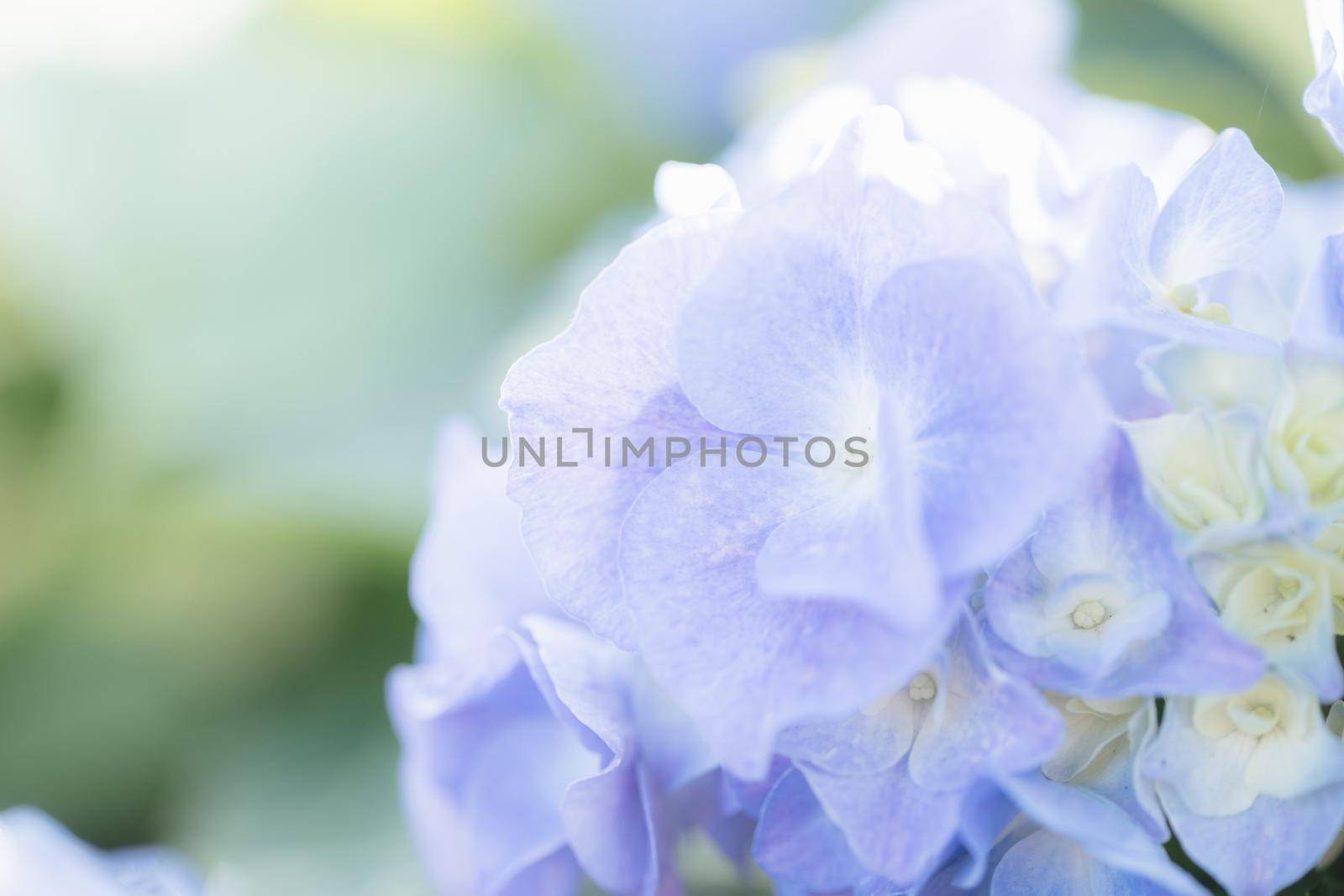 Hydrangea flower in close up with sunlight by piyato