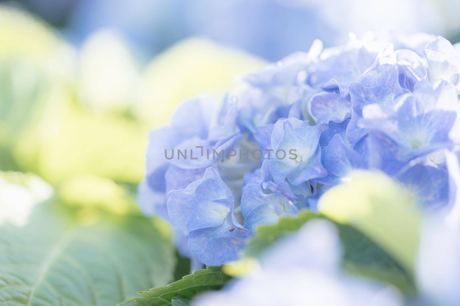 Hydrangea flower in close up with sunlight by piyato
