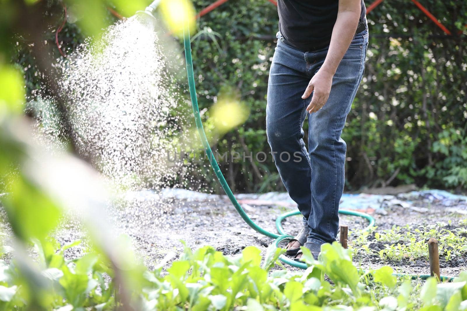 Male legs with watering plants in home garden