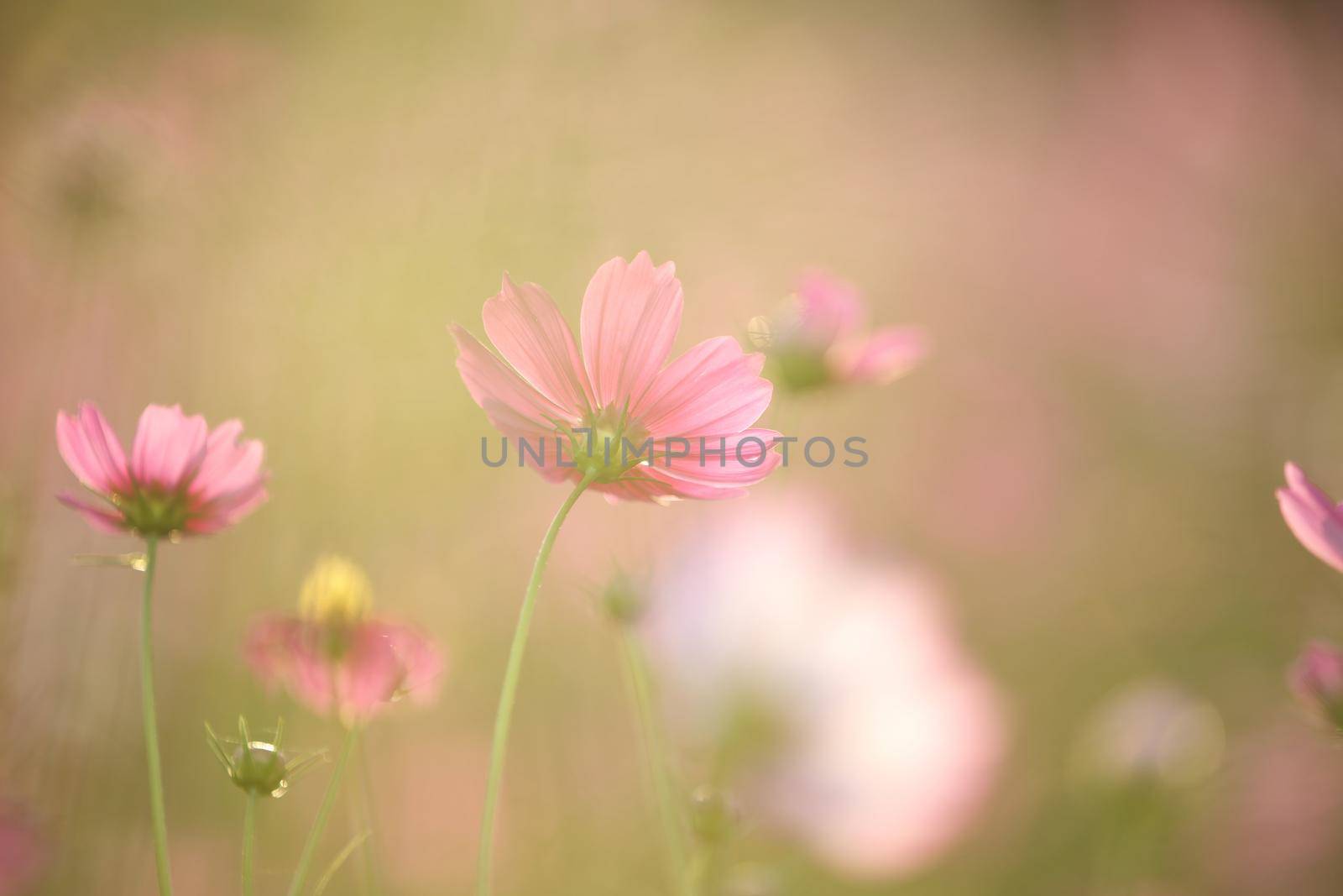 beautiful pink cosmos flowers in close up by piyato