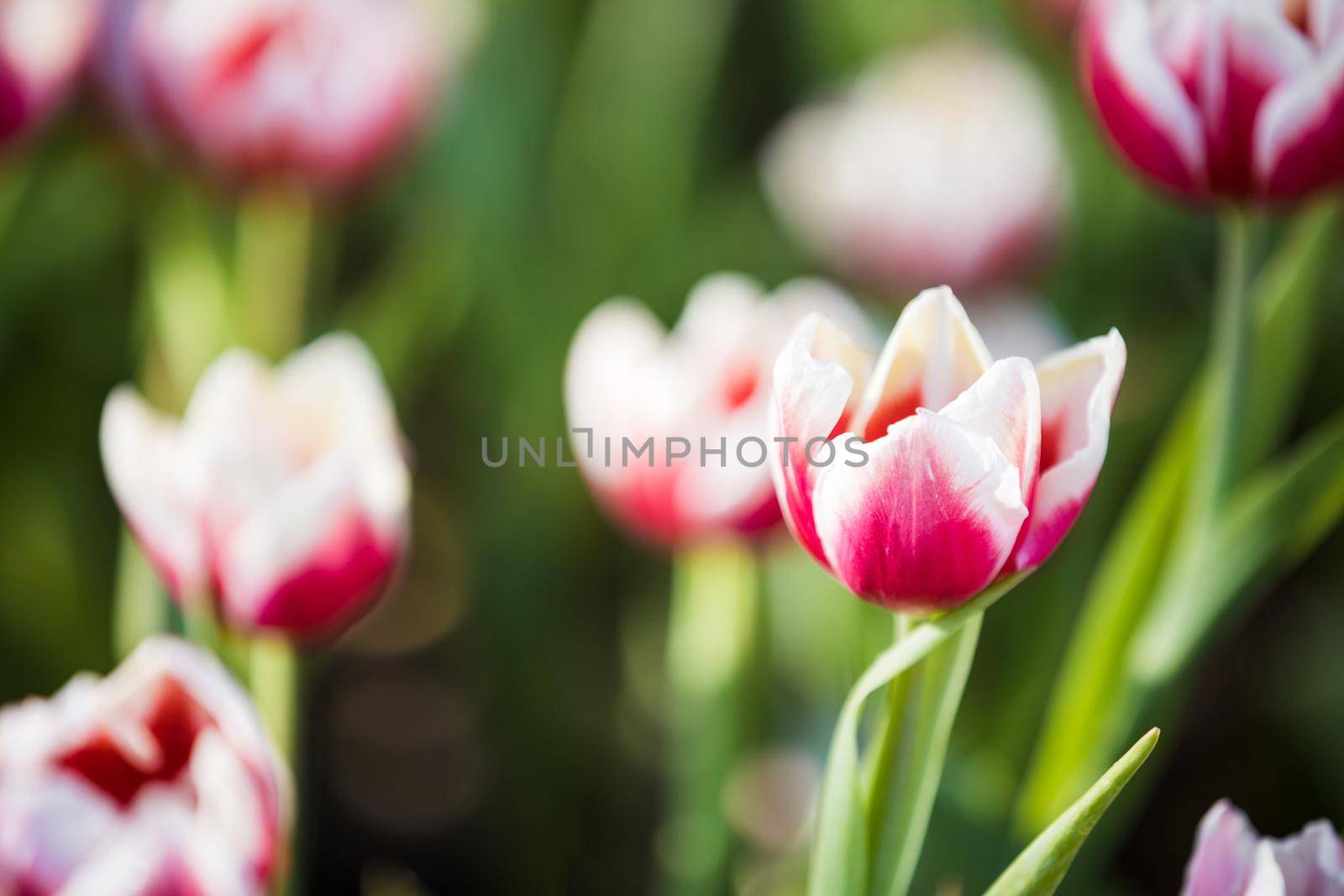 Red white Tulip flower in close up by piyato